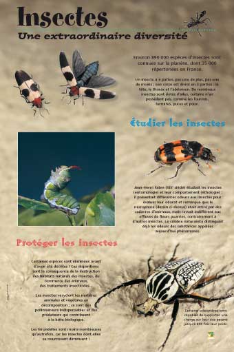 Les insectes.jpg